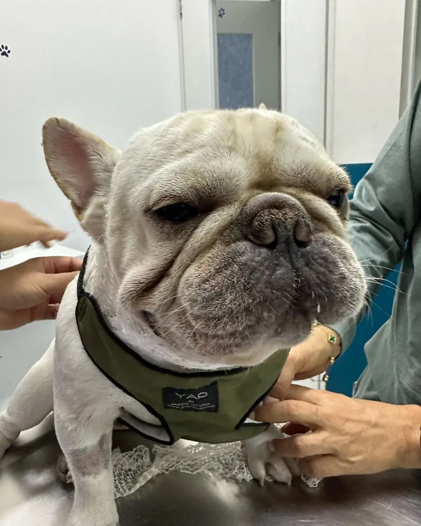 Bulldog francés con arnés sobre la mesa de exploración.