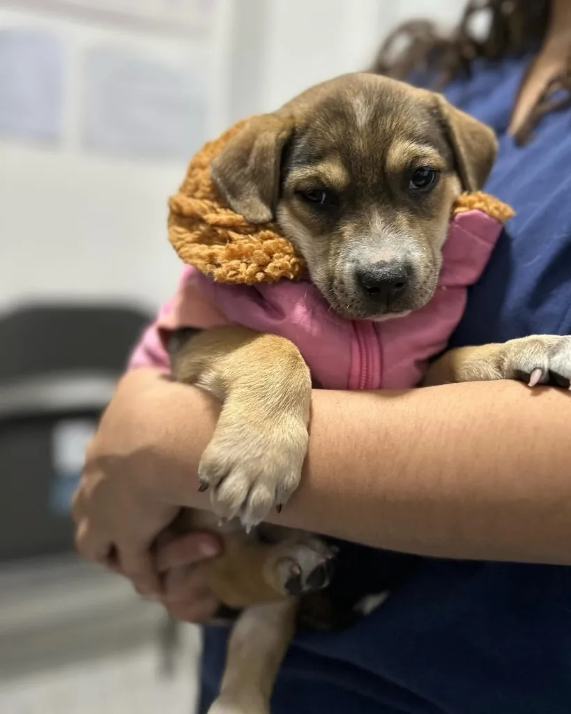 Cachorro en brazos, con uniforme clínico de fondo.