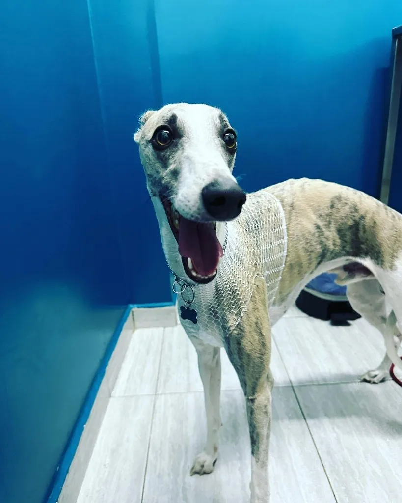 Galgo de pie en consulta de Animal Zoom, con la lengua fuera.