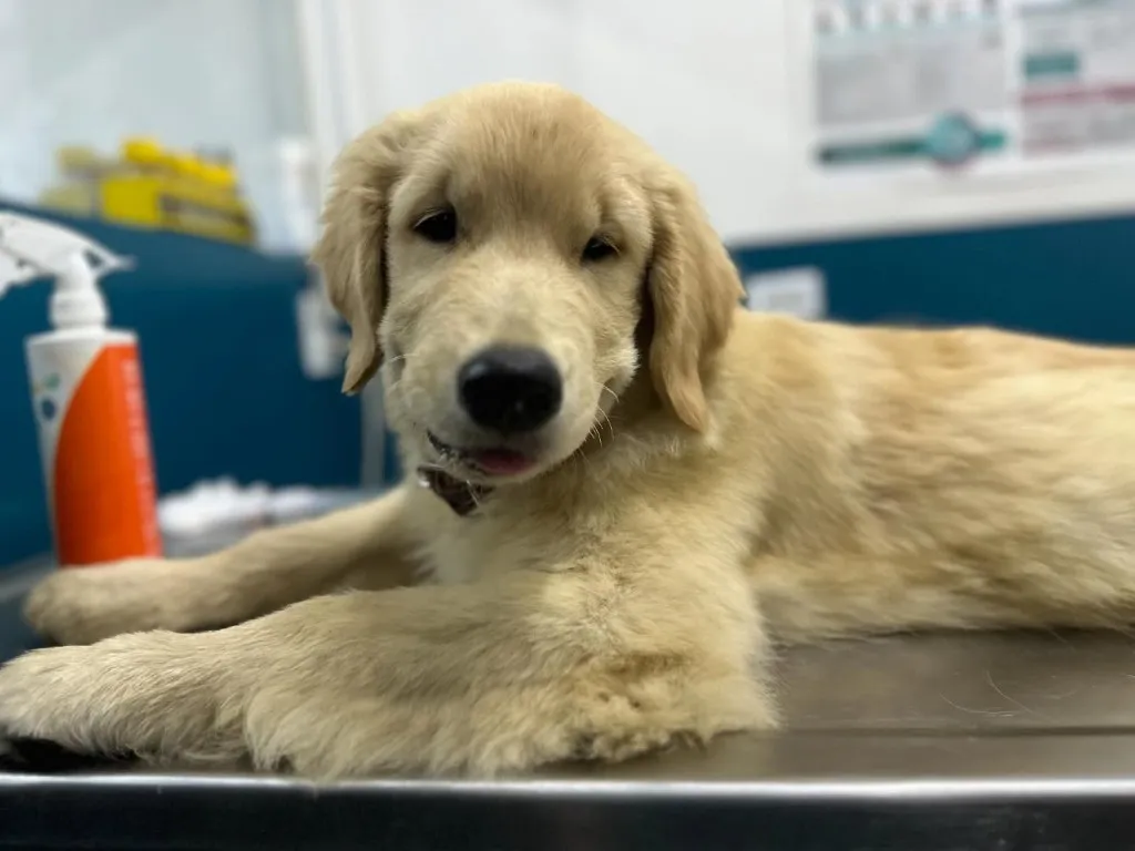 Cachorro golden retriever recostado en la mesa de consulta.