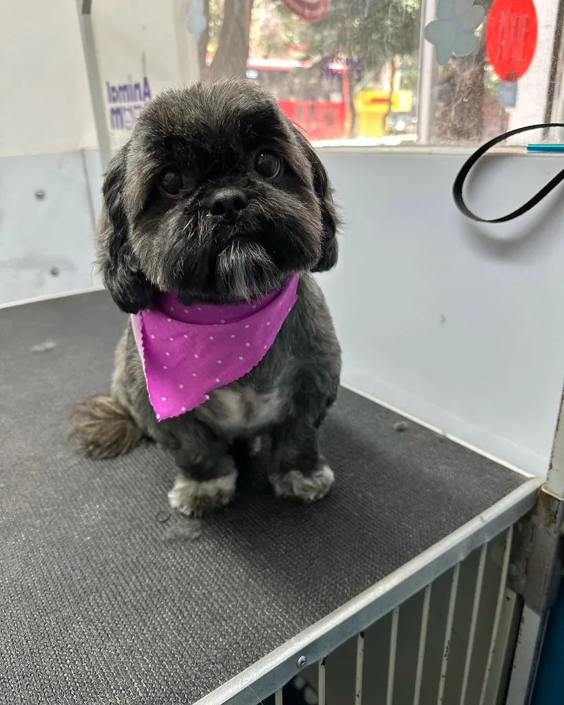 Perro shih tzu con pañoleta morada sobre la mesa de estética.